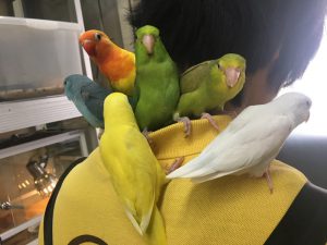 小桜インコたくさん入荷 香川 愛知のペットハウス Pooky プーキー