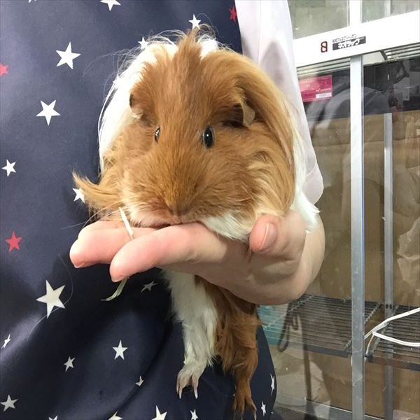 シェルティモルモット 香川 愛知のペットハウス Pooky プーキー
