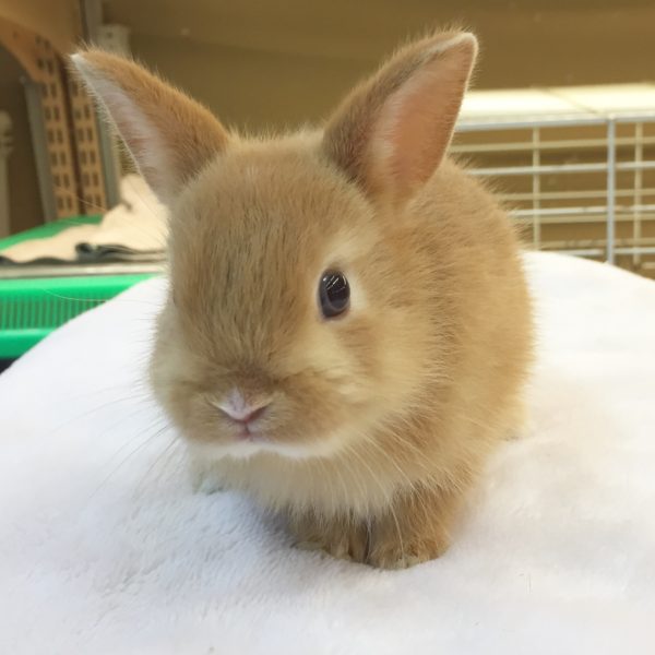 ミニウサギ 香川 愛知のペットハウス Pooky プーキー