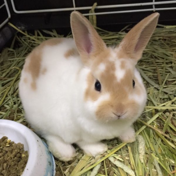 ミニレッキス 香川 愛知のペットハウス Pooky プーキー