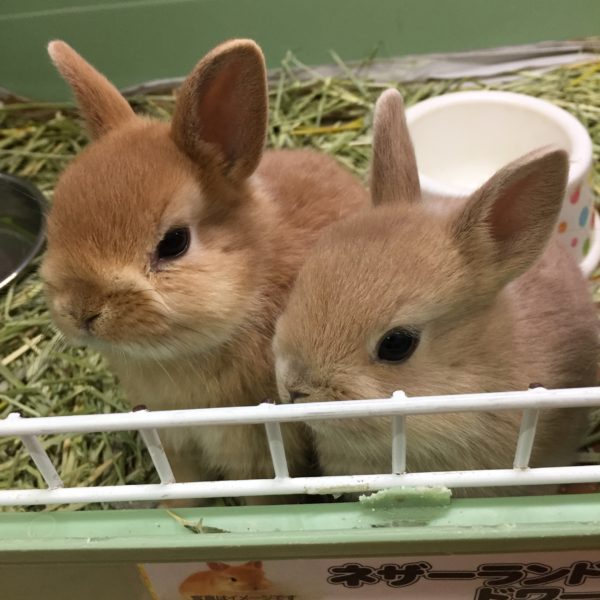 ネザーランドドワーフラビット 香川 愛知のペットハウス Pooky プーキー