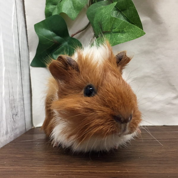 アビシニアンモルモット 香川 愛知のペットハウス Pooky プーキー