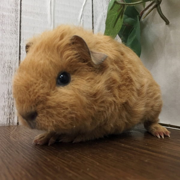 テディモルモット 香川 愛知のペットハウス Pooky プーキー テディモルモット 香川 愛知のペットハウス Pooky プーキー