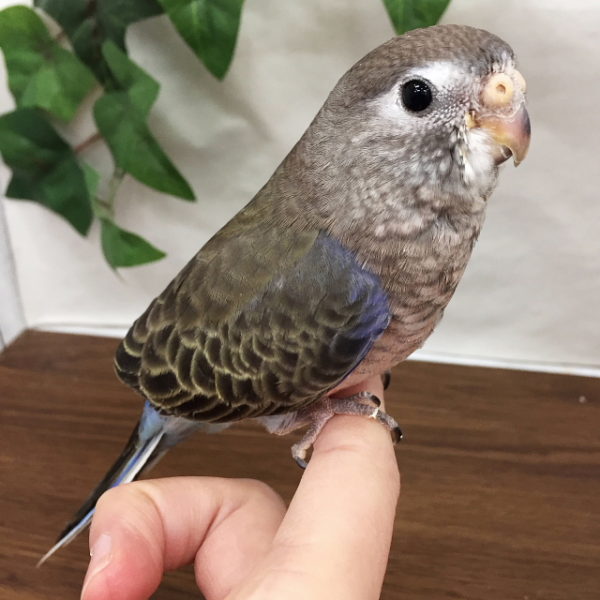 アキクサインコ 香川 愛知のペットハウス Pooky プーキー アキクサインコ 香川 愛知のペットハウス Pooky プーキー