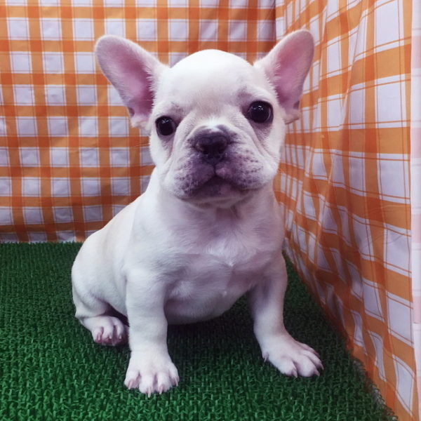 フレンチブルドッグ 香川 愛知のペットハウス Pooky プーキー