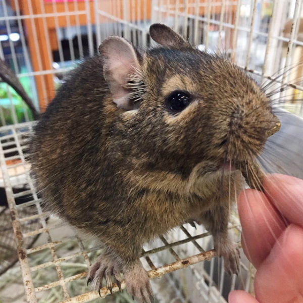 デグーマウス 香川 愛知のペットハウス Pooky プーキー