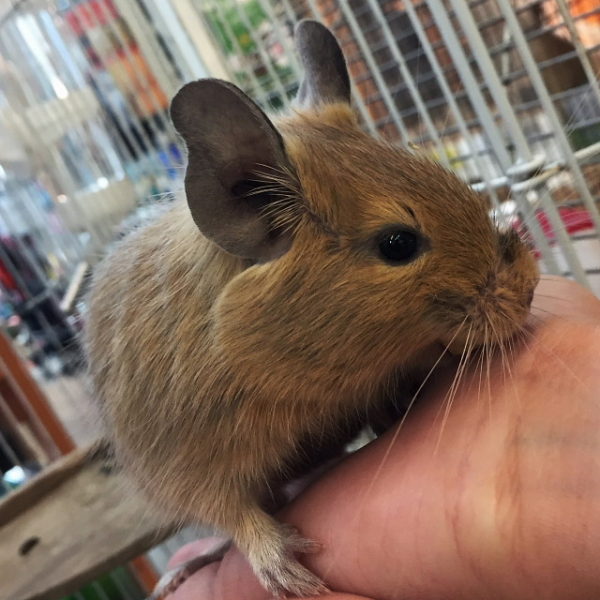 デグーマウス 香川 愛知のペットハウス Pooky プーキー