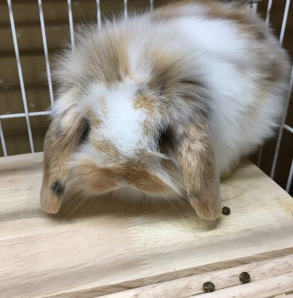 ライオンロップイヤーラビット 香川 愛知のペットハウス Pooky プーキー ライオンロップイヤーラビット 香川 愛知のペットハウス Pooky プーキー
