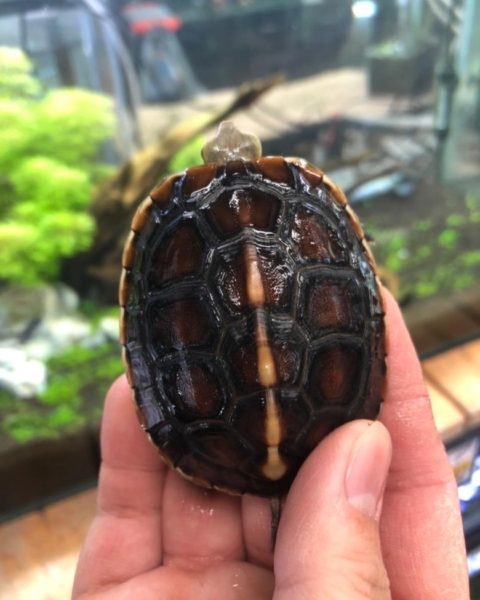 セマルハコガメ 香川 愛知のペットハウス Pooky プーキー