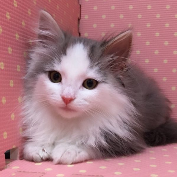 ノルウェージャンフォレストキャット 香川 愛知のペットハウス Pooky プーキー