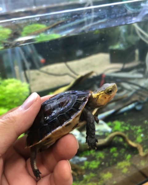 セマルハコガメ 香川 愛知のペットハウス Pooky プーキー
