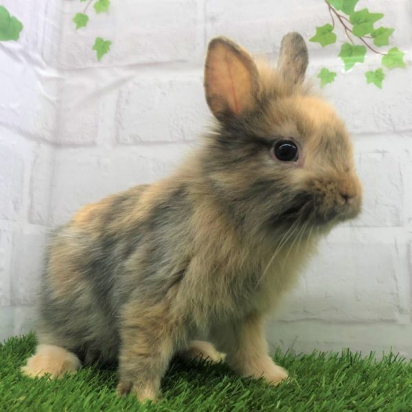 ライオンヘッドラビット 香川 愛知のペットハウス Pooky プーキー