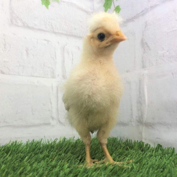 激レア ポーリッシュ にわとり 香川 愛知のペットハウス Pooky プーキー