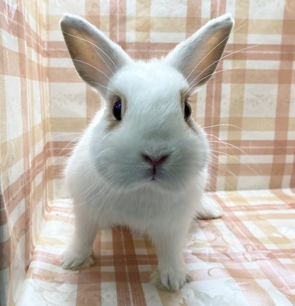 ネザーランドドワーフラビット 香川 愛知のペットハウス Pooky プーキー ネザーランドドワーフラビット 香川 愛知のペットハウス Pooky プーキー