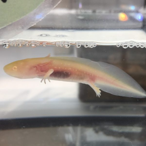ウーパールーパー 香川 愛知のペットハウス Pooky プーキー