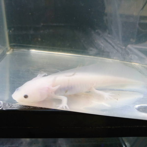 ウーパールーパーm 香川 愛知のペットハウス Pooky プーキー