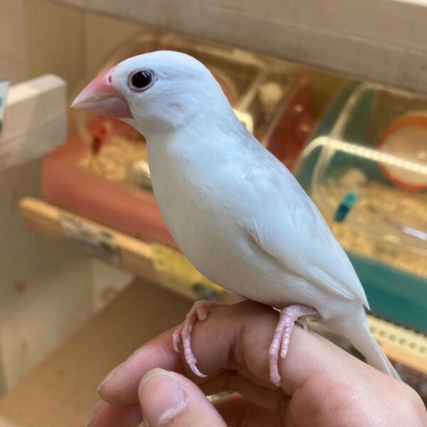白文鳥 - 香川・愛知のペットハウス Pooky プーキー